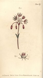 Hermafrodiittikukka, jossa on seitsemän emilaa, Heptagynia, Septas capensis. F. Sansomin käsinvärinen kuparikaiverrus Sydenham Edwardsin kasvitieteellisestä kuvituksesta William Curtisin kasvitieteen luentoihin, sellaisena kuin se on toimitettu Lambethin k tekijältä Sydenham Teast Edwards