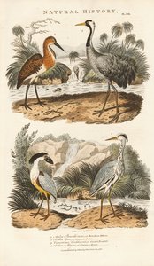 Haikarat ja kurjet niiden kosteikkoelinympäristöissä tekijältä Sydenham Teast Edwards