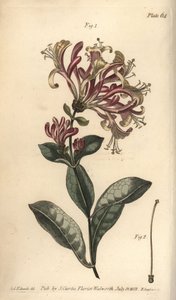 Kuusama, Lonicera caprifolium, Monogynia. F. Sansomin käsinvärinen kuparikaiverrus Sydenham Edwardsin kasvitieteellisestä kuvituksesta William Curtisin kasvitieteen luentoihin, sellaisena kuin se on toimitettu Lambethin kasvitieteellisessä puutarhassa