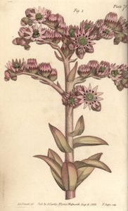 Huonepurjo, Sempervivum tectorum, Dodecagynia, hermafrodiittikukka, jossa on 12 emilaa. F. Sansomin käsinvärinen kuparikaiverrus Sydenham Edwardsin kasvitieteellisestä kuvituksesta William Curtisin kasvitieteen luentoihin, sellaisena kuin se on toimitettu  tekijältä Sydenham Teast Edwards