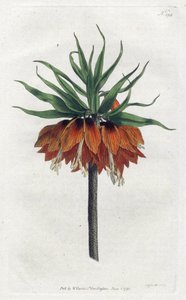 Imperial Fritillary tai Imperial Crown - Sydenham Edwardsin litografia (1768-1819), levy William Curtisin kasvitieteellisestä lehdestä (1746-1799) tekijältä Sydenham Teast Edwards