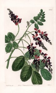 Indigofera Variete - S.Wattsin kaivertama levy Sarah Anne Draken (1803-1857) kuvituksesta, Englannin Sydenham Edwardsin (1768-1819) kasvitieteellisestä rekisteristä tekijältä Sydenham Teast Edwards
