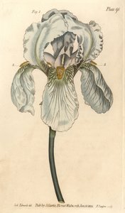 Iris florentina, Iris germanica nothovar. F. Sansomin käsinvärinen kuparikaiverrus Sydenham Edwardsin kasvitieteellisestä kuvituksesta William Curtisin kasvitieteen luentoihin, sellaisena kuin se on toimitettu Lambethin kasvitieteellisessä puutarhassa tekijältä Sydenham Teast Edwards