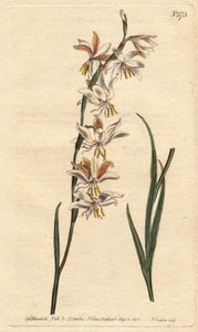 Ixiassa on valkoiset, keltaiset ja oranssit suonet. Nyökkäyskukkainen ixia, jossa on valkoisia, oransseja ja keltaisia suonikukkia. Ixia radiata. Käsinvärinen kuparikaiverrus Sydenham Edwardsin kasvitieteellisestä kuvituksesta William Curtisin "" Botanical tekijältä Sydenham Teast Edwards