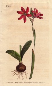 Ixia pinkki. Etelä-Afrikan liljoista, joita kuvataan sipulilla ja lehdillä. Ruusunvärinen ixia, kaunis vaaleanpunainen kukka liljaperheestä Etelä-Afrikasta, kuvassa sipuli ja lehdet vasemmalla. Ixia latifolia (Ixia capillaris). Käsinvärinen kuparilevy fi tekijältä Sydenham Teast Edwards