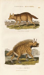 Sakaali ja raidallinen hyeena