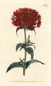Jerusalemin risti - Polttava rakkaus, Silene chalcedonica (Scarlet lychnis, Lychnis chalcedonica). Sansomin käsinvärinen kuparikaiverrus Sydenham Edwardsin kuvituksen jälkeen William Curtisin kasvitieteellisestä lehdestä Lontoosta tekijältä Sydenham Teast Edwards
