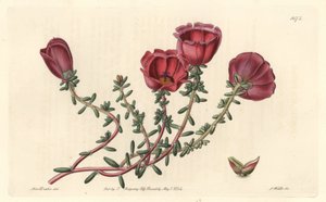 Isokukkainen purslane tai yhdentoista tunnin ritari, kotoisin Chilestä - S. Watts vahvaa vettä Sarah Anne Draken (1803-1857) kuvituksesta kasvitieteellisestä rekisteristä