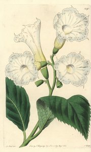 Suuri kukka cordia - suurikukkainen cordia, Cordia grandiflora. S. Wattsin käsinvärinen kuparikaiverrus M. Hartin kuvituksen jälkeen Sydenham Edwardsin kasvitieteellisestä rekisteristä, Ridgeway, Lontoo tekijältä Sydenham Teast Edwards
