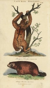 Lazy tridactyl tai ai ja murmeli - Kolmivarvas laiskiainen, Bradypus tridactylus ja alppimurmeli, Marmota marmota (Arctonys marmota). Käsinvärinen kuparikaiverrus Sydenham Edwardsin mukaan John Mason Goodin Pantologiasta, a New Encyclopedia, G. Kearsley, L