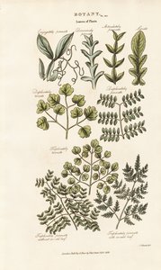 Lehtien muodot ja järjestelyt tekijältä Sydenham Teast Edwards