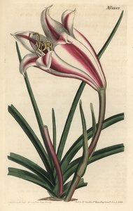 Liljamuunnos - Cape coast lily, Crinum ornatum (Amaryllis ornata). F. Sansom Jr:n käsin värjätty kuparipiirros Sydenham Edwardsin kuvituksen mukaan, William Curtis