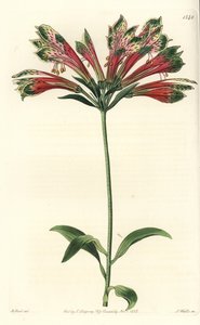 Inkojen tai Perun lilja (alstroemere tai alstroemerie) - Perun lilja, Alstroemeria pulchella (Parrot alstroemeria, Alstroemeria psittacina). S. Wattsin käsinvärinen kuparikaiverrus M. Hartin kuvituksen jälkeen Sydenham Edwardsin Botanicalista