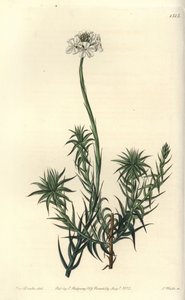 Pitkälehtinen sphenotoma, Sphenotoma capitatum. S. Wattsin käsinvärinen kuparikaiverrus Miss Sarah Draken kuvituksen jälkeen Sydenham Edwardsin kasvitieteellisestä rekisteristä, Ridgeway, Lontoo tekijältä Sydenham Teast Edwards