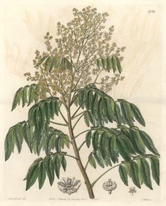Longanier, kotoisin Kiinasta - S. Watts vahvaa vettä Sarah Anne Draken (1803-1857) kuvituksesta kasvitieteellisestä rekisteristä tekijältä Sydenham Teast Edwards