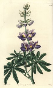 Lupiini - Vaihteleva lupinus, Lupinus mutabilis. S. Wattsin käsinvärinen kuparikaiverrus Miss Sarah Draken kuvituksen jälkeen Sydenham Edwardsin kasvitieteellisestä rekisteristä, Ridgeway, Lontoo tekijältä Sydenham Teast Edwards