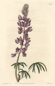 Lupiini kapeilla lehdillä - S. Wattsin vahva vesi Sarah Anne Draken (1803-1857) kuvituksesta kasvitieteellisestä rekisteristä tekijältä Sydenham Teast Edwards