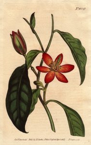 Magnolialla on ruskea varsi, jossa on oransseja kukkia ja ecarlates, kotoisin Kiinasta. Ruskeavartinen magnolia helakanpunaisilla ja oransseilla kukilla. Kiinan syntyperäinen. Magnolia fuscata. Käsinvärinen kuparikaiverrus kasvitieteellisestä kuvituksesta  tekijältä Sydenham Teast Edwards
