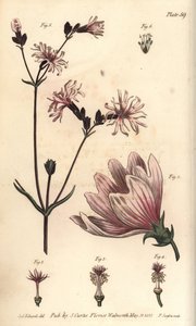 Mallow, Malva sylvestris, Monadelphia tekijältä Sydenham Teast Edwards
