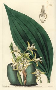 Maxillaria palmifolia orkidea (Vaaleankeltainen maxillaria, Maxillaria decolor). S. Wattsin käsin tekemä kuparipiirros M. Hartin kuvituksen mukaan, Sydenham Edwards