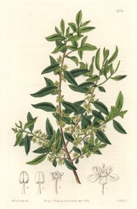 Maytenus boaria (maiten), endeeminen Keski- ja Etelä-Amerikassa - S. Wattsin vahva vesi Sarah Anne Draken (1803-1857) kuvituksesta kasvitieteellisestä rekisteristä tekijältä Sydenham Teast Edwards