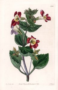 Mimule variete, nimeltään apinan kukka tai myskikukka - S.Wattsin kaiverrettu taulu Sarah Anne Draken (1803-1857) kuvituksesta, Englannin Sydenham Edwardsin (1768-1819) kasvitieteellisestä rekisteristä tekijältä Sydenham Teast Edwards