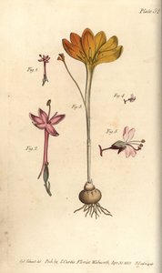 Monandria 1,2, kangas kultaa, Crocus angustifolius (Triandria) 3, ja lumppuyökirkko, Circaea alpina (Diandria) 4,5. Käsinvärinen kuparikaiverrus Sydenham Edwardsin kasvitieteellisestä kuvituksesta William Curtisin kasvitieteen luentoihin. tekijältä Sydenham Teast Edwards