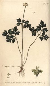 Muskroot, Adoxa moschatellina, Tetragynia, kukka 1 ja emi 2,3. F. Sansomin käsinvärinen kuparikaiverrus Sydenham Edwardsin kasvitieteellisestä kuvituksesta William Curtisin kasvitieteen luentoihin, sellaisena kuin se on toimitettu Lambethin kasvitieteellis tekijältä Sydenham Teast Edwards