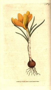 Napolin krookus tai kevätkrookus, kevätkrookus - kevätkrookus, crocus vernus. Käsinvärinen kuparikaiverrus Sydenham Edwardsin kasvitieteellisen kuvituksen jälkeen William Curtisin The Botanical Magazinesta, Lambeth Marsh, Lontoo tekijältä Sydenham Teast Edwards