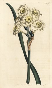 Narcissus a bouquet - Kimppukukkainen narsissi, Narcissus tazetta (vaaleankuppiinen valkoinen puutarhanarsissi; Narcissus orientalis) - F. Sansom Jr.:n käsinvärinen kuparikaiverrus Sydenham Edwardsin kuvituksen jälkeen William Curtisin Botanical Magazista tekijältä Sydenham Teast Edwards