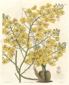 Orkidea (Oncidium ampliatum), keltaiset kukat, kotoisin Uudesta-Seelannista – S. Wattsin Water forte Sarah Anne Draken (1803-1857) kuvituksesta kasvitieteellisestä rekisteristä tekijältä Sydenham Teast Edwards