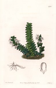 Orkidea: Angraecum-lajike, kotoisin Päiväntasaajan Afrikasta - S. Wattsin kaivertama levy Sarah Anne Draken (1803-1857) kuvituksesta, Englannin Sydenham Edwardsin (1768-1819) kasvitieteellisestä rekisteristä tekijältä Sydenham Teast Edwards