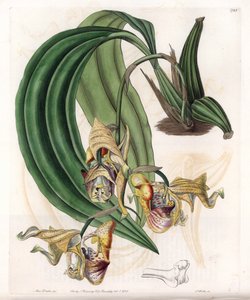 Orkidea: Coryanthes-lajike, jossa on pilkullisia kukkia - S.Wattsin kaivertama levy, Sarah Anne Draken (1803-1857) kuvituksesta, Englannin Sydenham Edwardsin (1768-1819) kasvitieteellisestä rekisteristä tekijältä Sydenham Teast Edwards