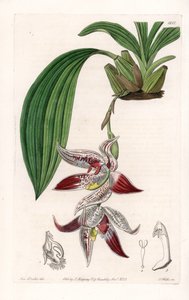 Orkidea: Paphinia cristata, kotoisin Amazoniasta - S.Wattsin kaivertama levy, Sarah Anne Draken (1803-1857) kuvituksesta, Englannin Sydenham Edwardsin (1768-1819) kasvitieteellisestä rekisteristä tekijältä Sydenham Teast Edwards