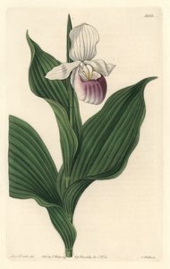 Orchid, Royal Cypripede - S. Wattsin vesiforte Sarah Anne Draken (1803-1857) kuvituksesta kasvitieteellisestä rekisteristä tekijältä Sydenham Teast Edwards