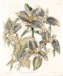 Orkidea: Stanhopea-lajike, neotrooppinen - S.Wattsin kaivertama levy, Sarah Anne Draken (1803-1857) kuvituksesta, Englannin Sydenham Edwardsin (1768-1819) kasvitieteellisestä rekisteristä tekijältä Sydenham Teast Edwards