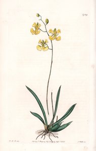 Orkidea: Variete Tolumnia guianensis, endeeminen Haitissa ja Santo Domingossa - S.Wattsin kaivertama levy Sarah Anne Draken (1803-1857) kuvituksesta, Englannin Sydenham Edwardsin (1768-1819) kasvitieteellisestä rekisteristä tekijältä Sydenham Teast Edwards