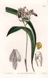 Orkidea: Variety of Bletia of America - S.Wattsin kaivertama levy Sarah Anne Draken (1803-1857) kuvituksesta, Englannin Sydenham Edwardsin (1768-1819) kasvitieteellisestä rekisteristä tekijältä Sydenham Teast Edwards