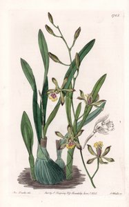 Orkidea: epidendre grele - S.Wattsin kaiverrettu taulu Sarah Anne Draken (1803-1857) kuvituksesta, Englannin Sydenham Edwardsin (1768-1819) kasvitieteellisestä rekisteristä tekijältä Sydenham Teast Edwards