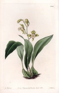 Orkidea: yläleuan kimput - S.Wattsin kaiverrettu taulu Sarah Anne Draken (1803-1857) kuvituksesta, Englannin Sydenham Edwardsin (1768-1819) kasvitieteellisestä rekisteristä tekijältä Sydenham Teast Edwards