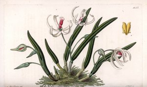 Orkidea: miniatyyri leptoottien lajike - S.Wattsin kaivertama levy, Sarah Anne Draken (1803-1857) kuvituksesta, Englannin Sydenham Edwardsin (1768-1819) kasvitieteellisestä rekisteristä tekijältä Sydenham Teast Edwards