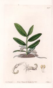 Orkidea: variete de camphylocentrum - S.Wattsin kaivertama levy, Sarah Anne Draken (1803-1857) kuvituksesta, Englannin Sydenham Edwardsin (1768-1819) kasvitieteellisestä rekisteristä tekijältä Sydenham Teast Edwards