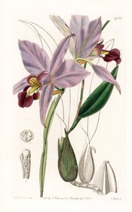 Orkidea: variete de laelia - S.Wattsin kaivertama levy, Sarah Anne Draken (1803-1857) kuvituksesta, Sydenham Edwardsin (1768-1819), Englannin kasvitieteellisestä rekisteristä tekijältä Sydenham Teast Edwards