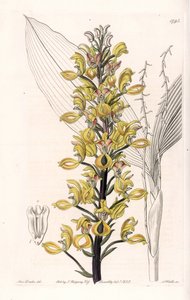 Orkidea: Govenian lajike - S.Wattsin kaivertama levy, Sarah Anne Draken (1803-1857) kuvituksesta, Englannin Sydenham Edwardsin (1768-1819) kasvitieteellisestä rekisteristä tekijältä Sydenham Teast Edwards