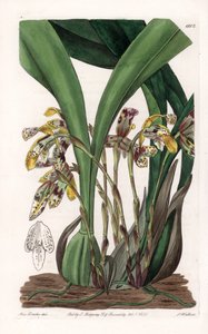 Orkidea: yläleuan lajike, kotoisin Etelä-Amerikasta - S.Wattsin kaivertama levy, joka perustuu Sarah Anne Draken (1803-1857) kuvitukseen, Englannin Sydenham Edwardsin (1768-1819) kasvitieteellisestä rekisteristä tekijältä Sydenham Teast Edwards