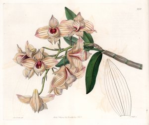 Orkidea: Dendrobium-lajike - S.Wattsin kaivertama levy, Sarah Anne Draken (1803-1857) kuvituksesta, Sydenham Edwardsin (1768-1819), Englannin kasvitieteellisestä rekisteristä tekijältä Sydenham Teast Edwards