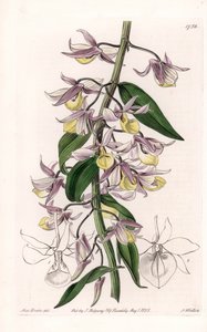 Orkidea: Dendrobium-lajike, kotoisin Aasiasta - S. Wattsin kaivertama levy, Sarah Anne Draken (1803-1857) kuvituksesta, Englannin Sydenham Edwardsin (1768-1819) kasvitieteellisestä rekisteristä tekijältä Sydenham Teast Edwards