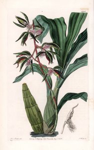 Orkidea: katasetumin lajike, nimeltään parrakas - S.Wattsin kaivertama levy, Sarah Anne Draken (1803-1857) kuvituksesta, Englannin Sydenham Edwardsin (1768-1819) kasvitieteellisestä rekisteristä tekijältä Sydenham Teast Edwards