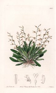 Orkidea: lajike epidendre - S.Wattsin kaivertama levy, Sarah Anne Draken (1803-1857) kuvituksesta, Sydenham Edwardsin (1768-1819), Englannin kasvitieteellisestä rekisteristä tekijältä Sydenham Teast Edwards