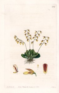 Orkidea: lajike epidendre - S.Wattsin kaivertama levy, Sarah Anne Draken (1803-1857) kuvituksesta, Sydenham Edwardsin (1768-1819), Englannin kasvitieteellisestä rekisteristä tekijältä Sydenham Teast Edwards